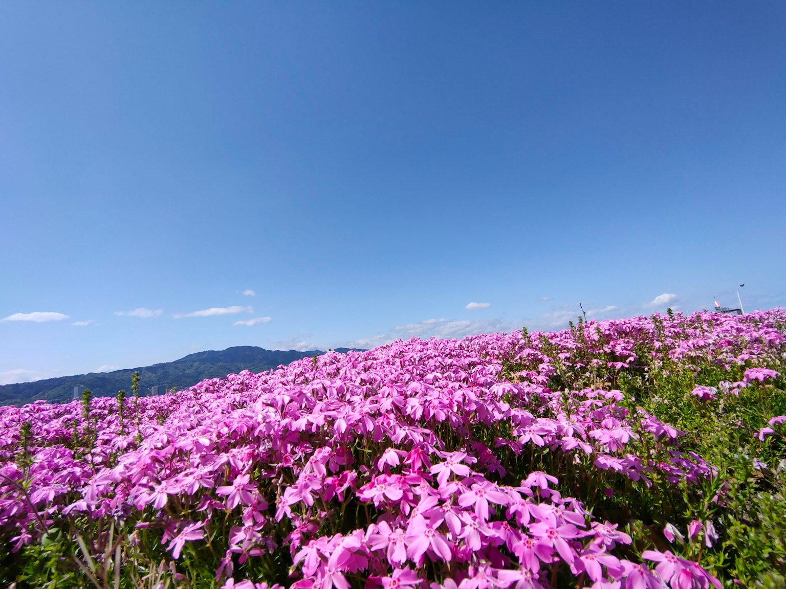 Lebhafte rosa Blumenfeld unter einem klaren blauen Himmel