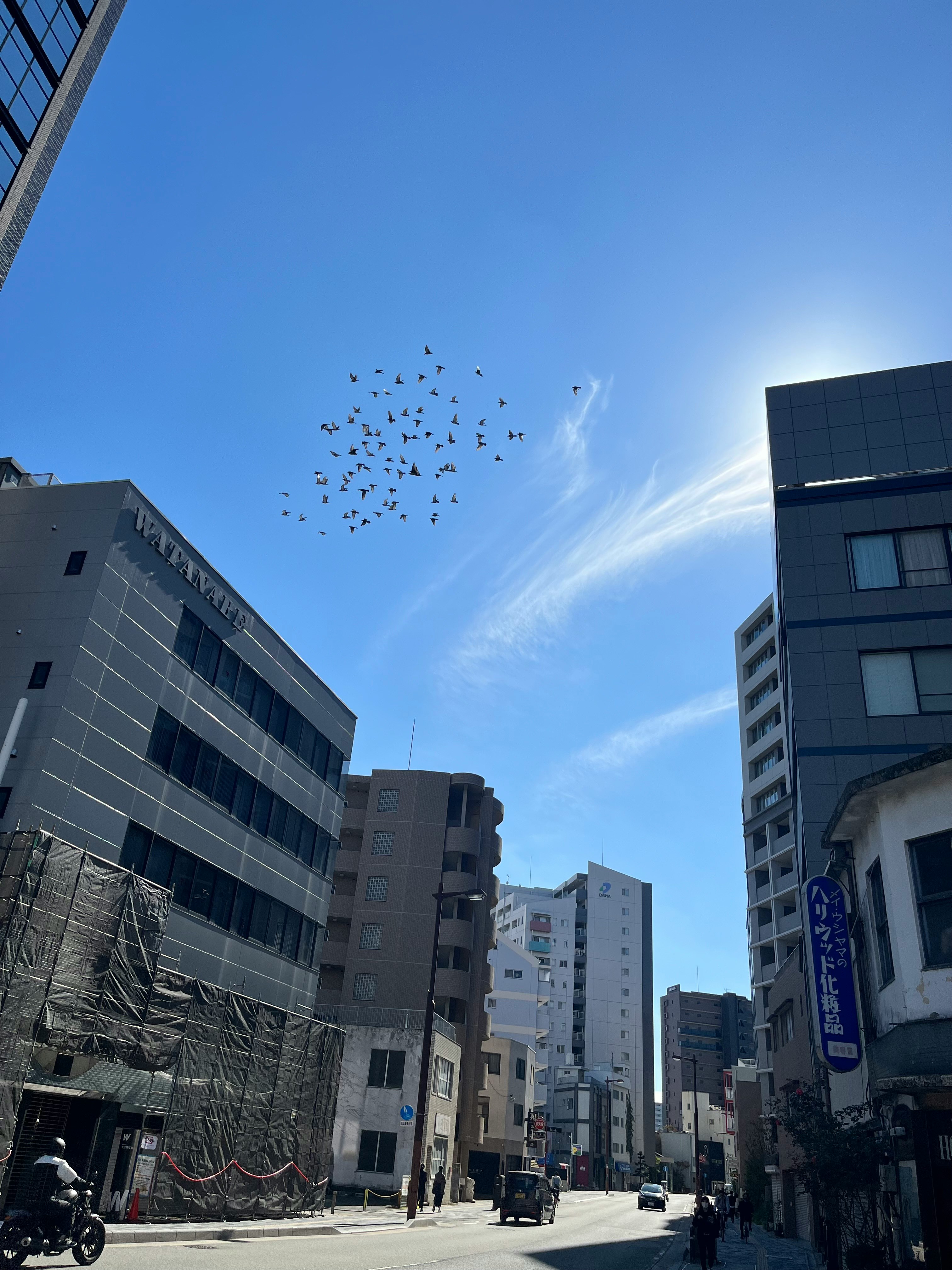 青空の下、ビル街を飛ぶ鳥の群れ