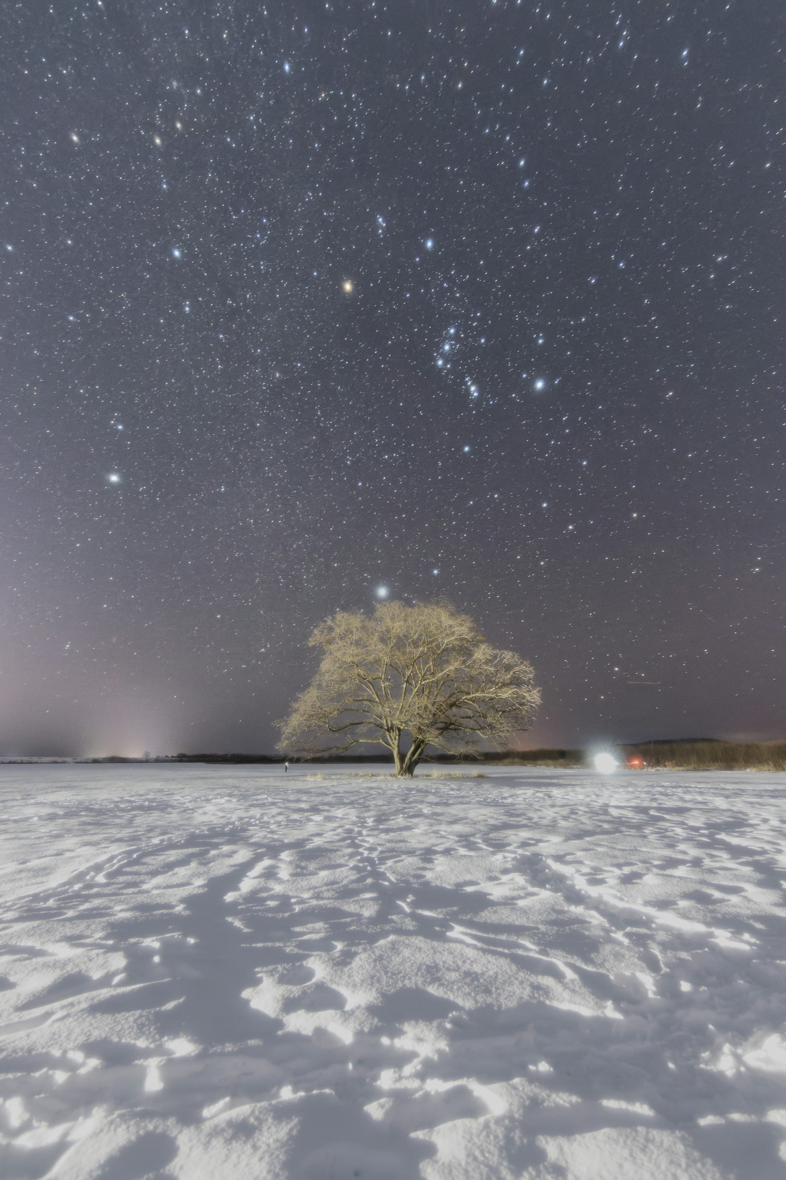 雪地上孤独的树木与星空