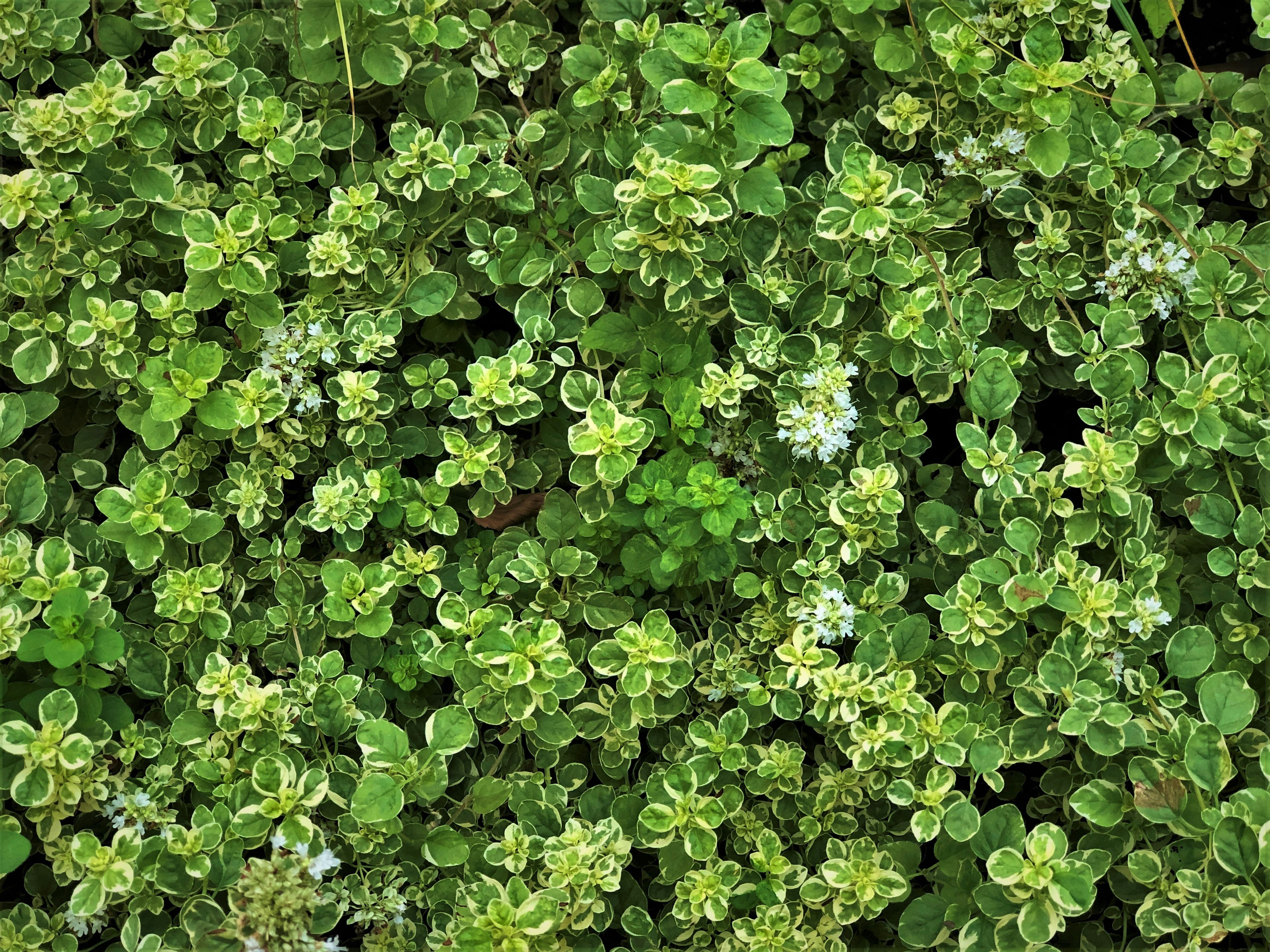 多肉植物の葉が密に茂るグリーンの壁