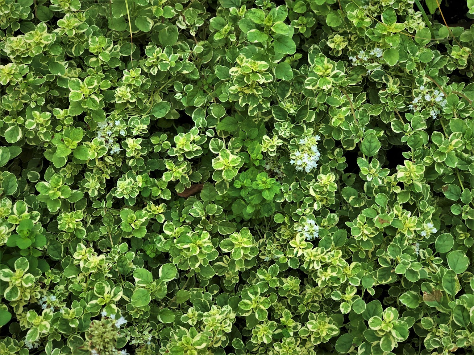 绿色草本植物叶子的密集生长，带有小白花