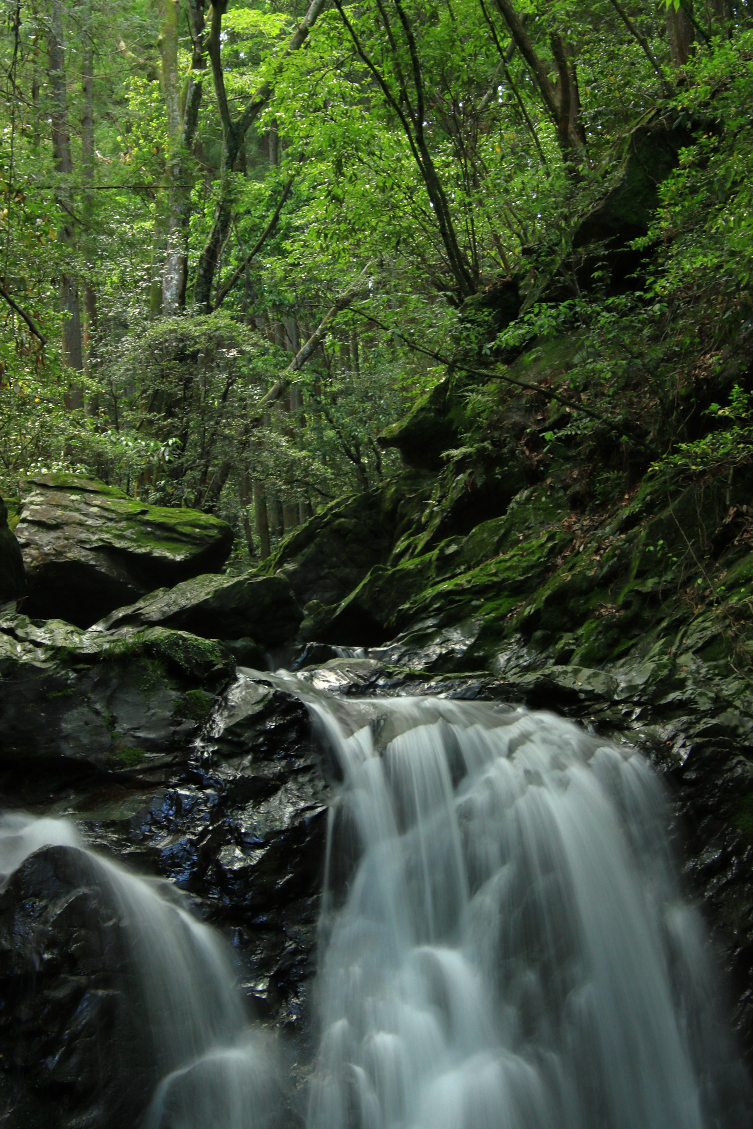 Cascata che scorre attraverso una foresta lussureggiante con terreno roccioso