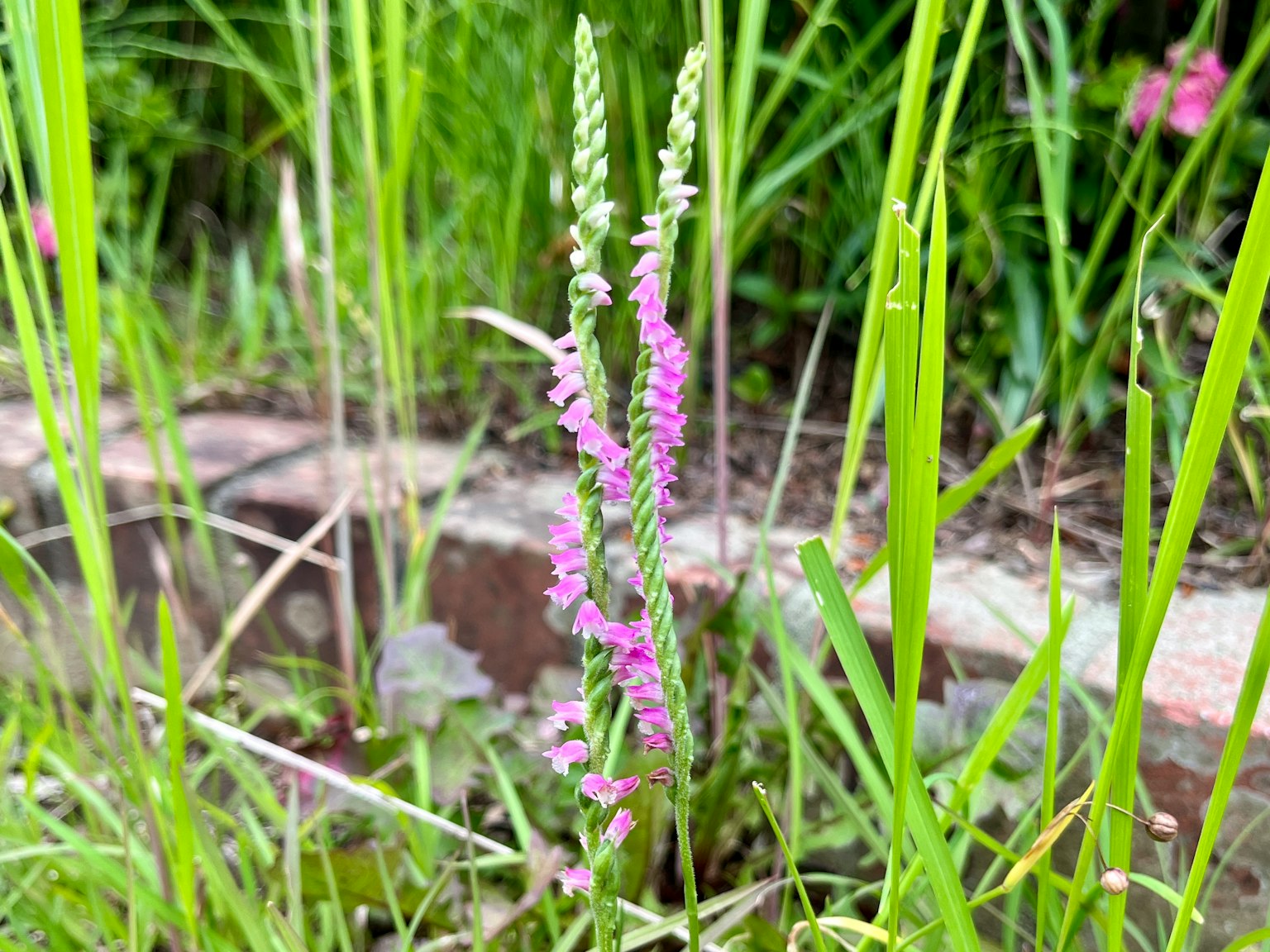 Tanaman dengan bunga pink yang berdiri di antara rumput hijau