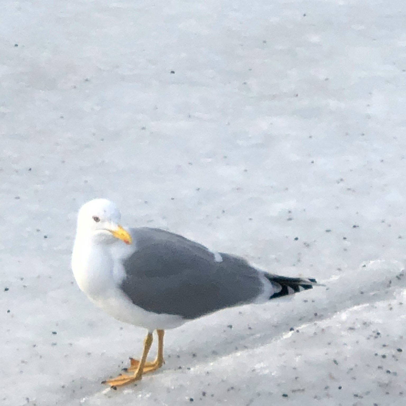 站在冰上的海鷗