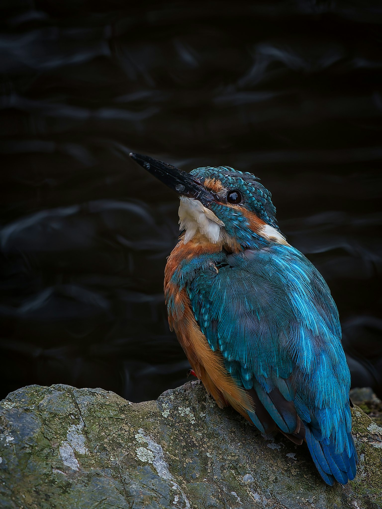 Un martinete de plumas azules posado sobre una roca