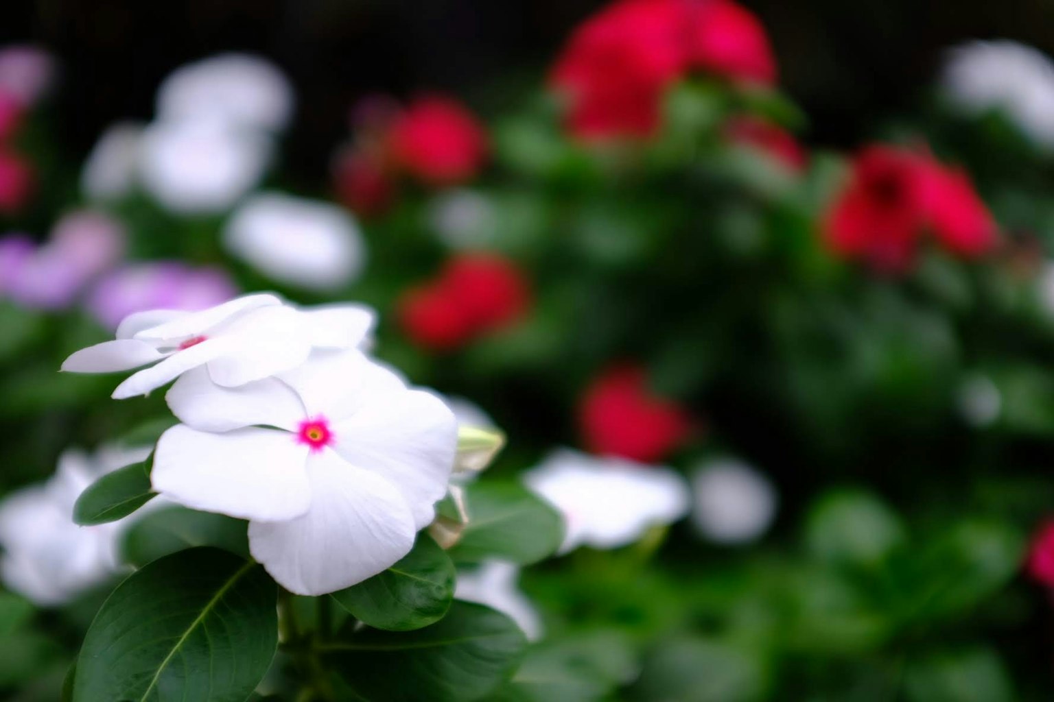 Colorful impatiens flowers blooming with green leaves in the background