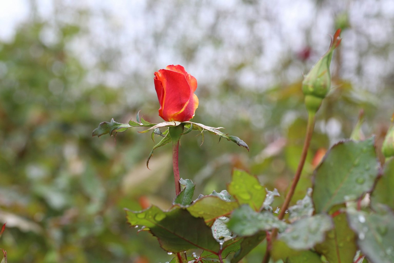Un bouton de rose rouge entouré de feuilles vertes