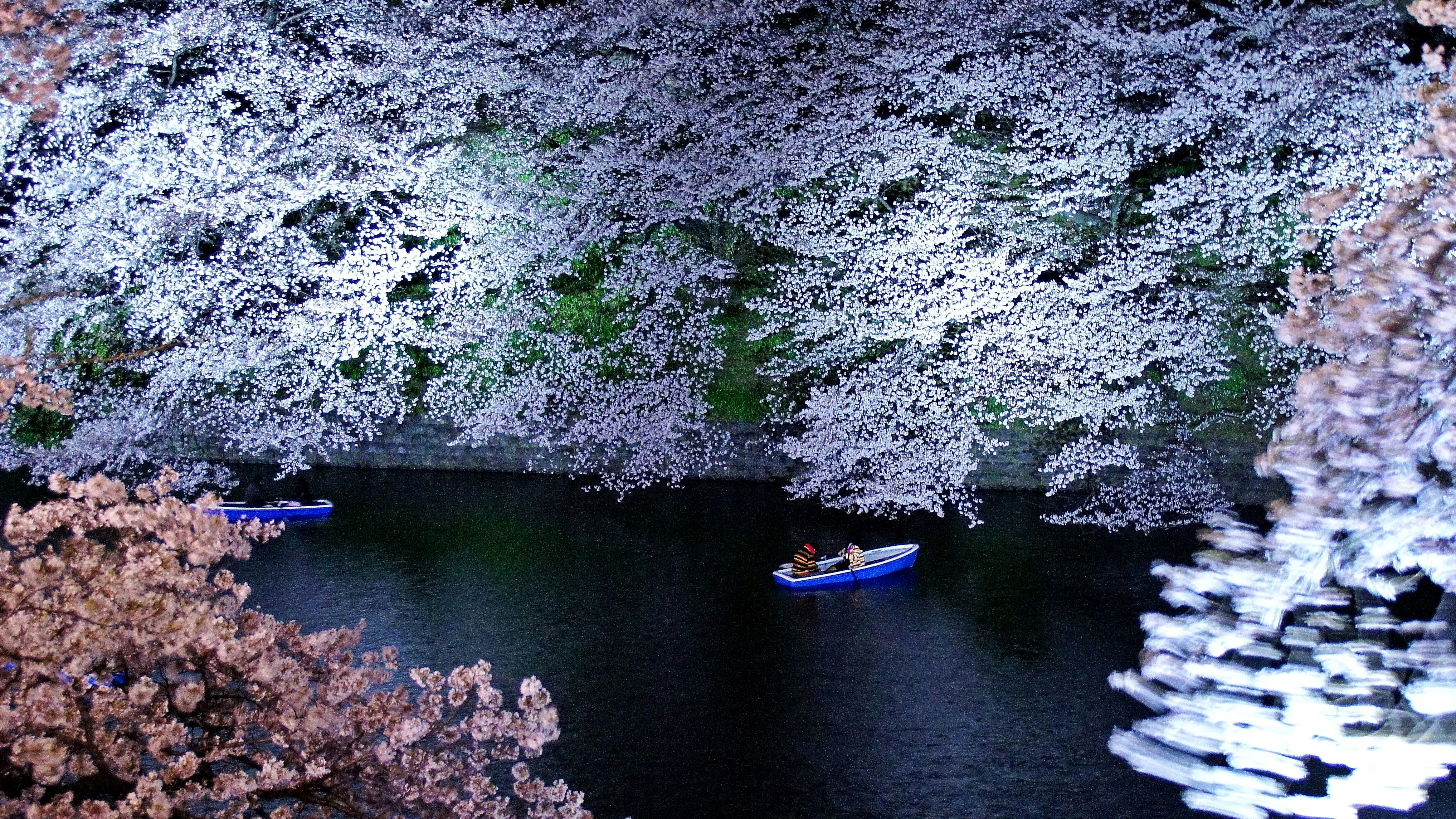 櫻花映照河面與水上小船的景色