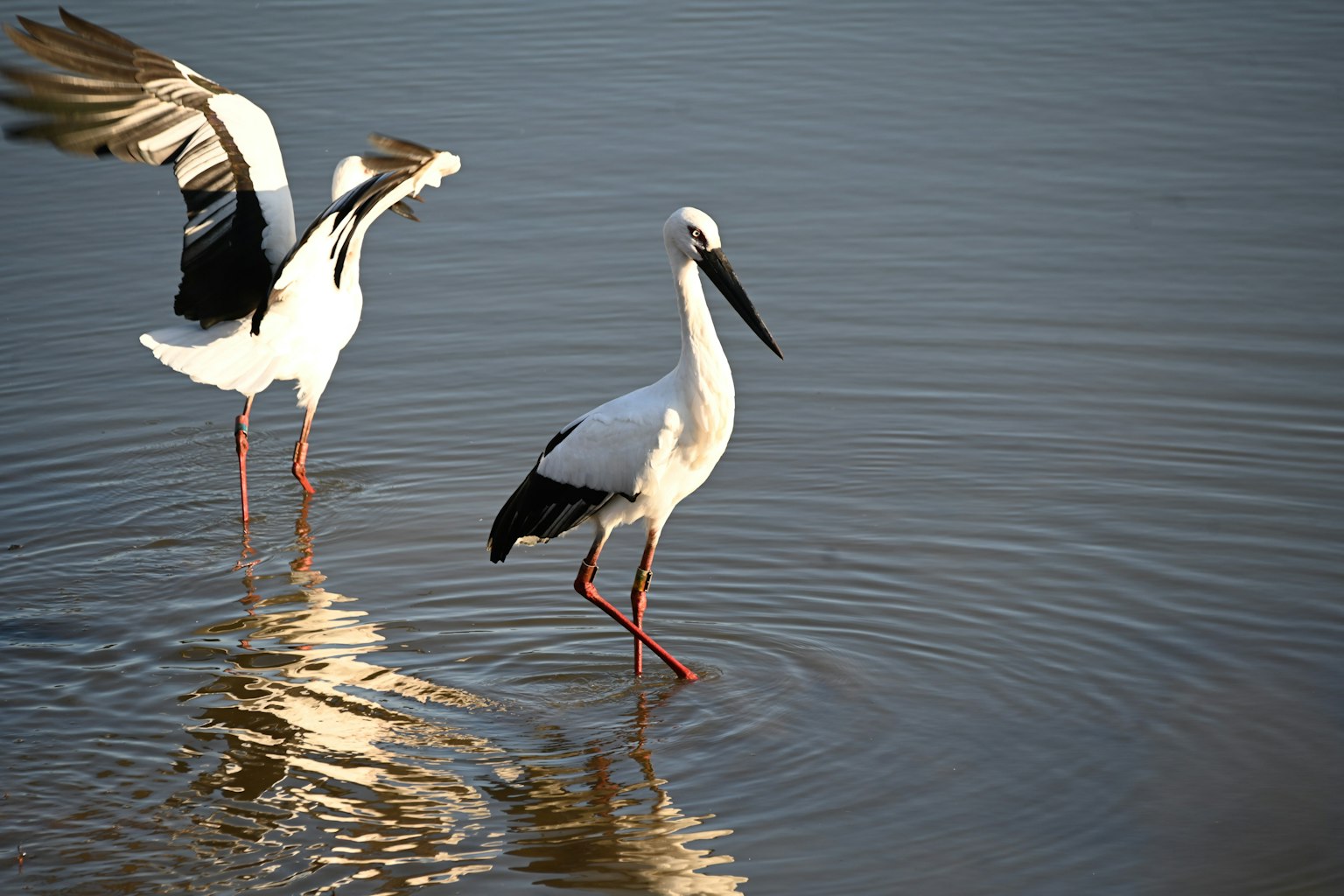 A white stork standing in water with another stork spreading its wings