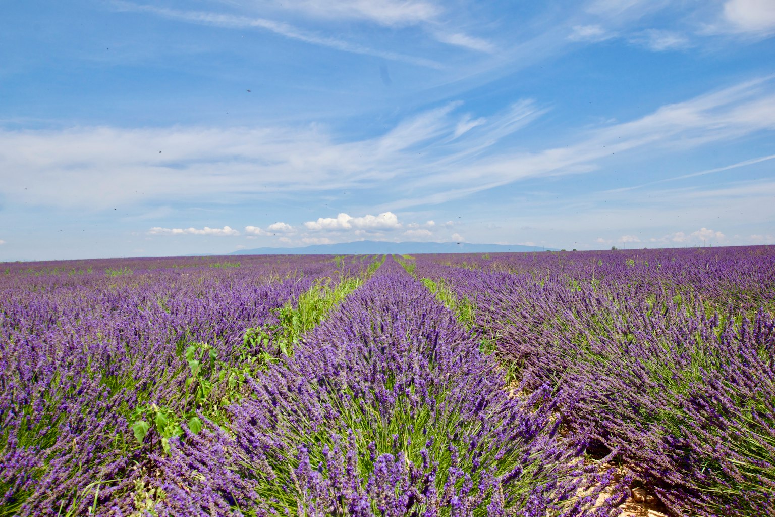 푸른 하늘 아래 보라색 꽃과 초록 잎이 있는 라벤더 밭