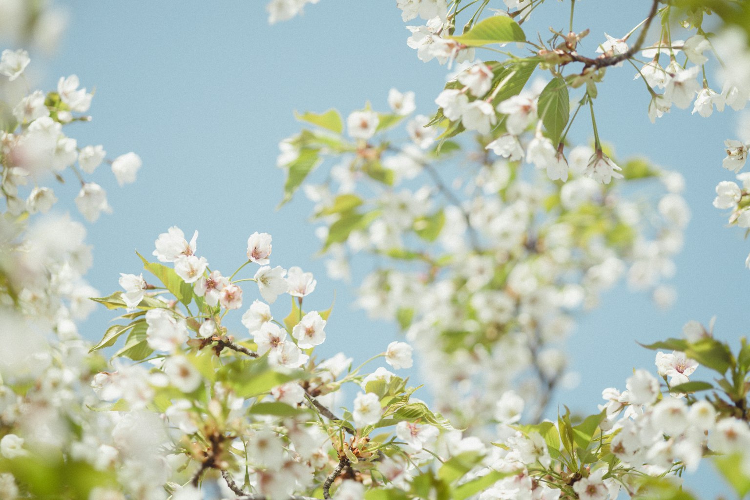 Branches de fleurs blanches contre un ciel bleu