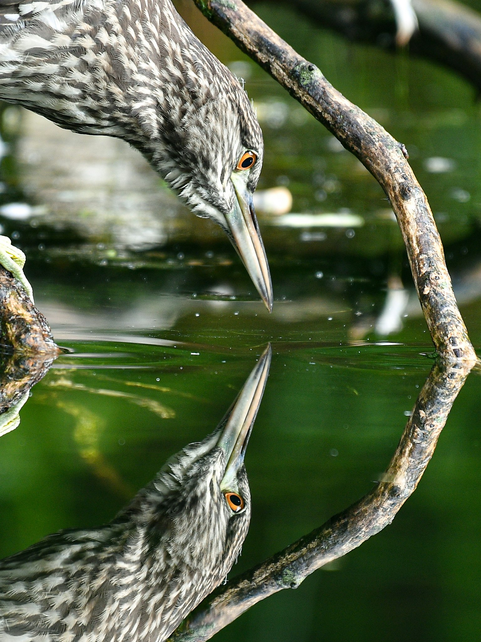 Oiseau observant son reflet dans l'eau avec un fond vert