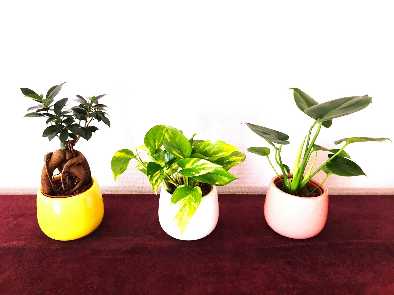 Trois plantes en pot dans des pots colorés disposées sur une table