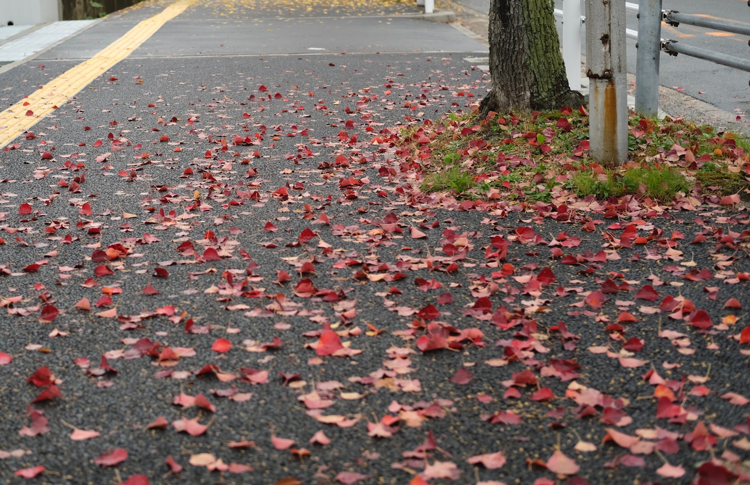 Paved walkway covered with scattered red leaves