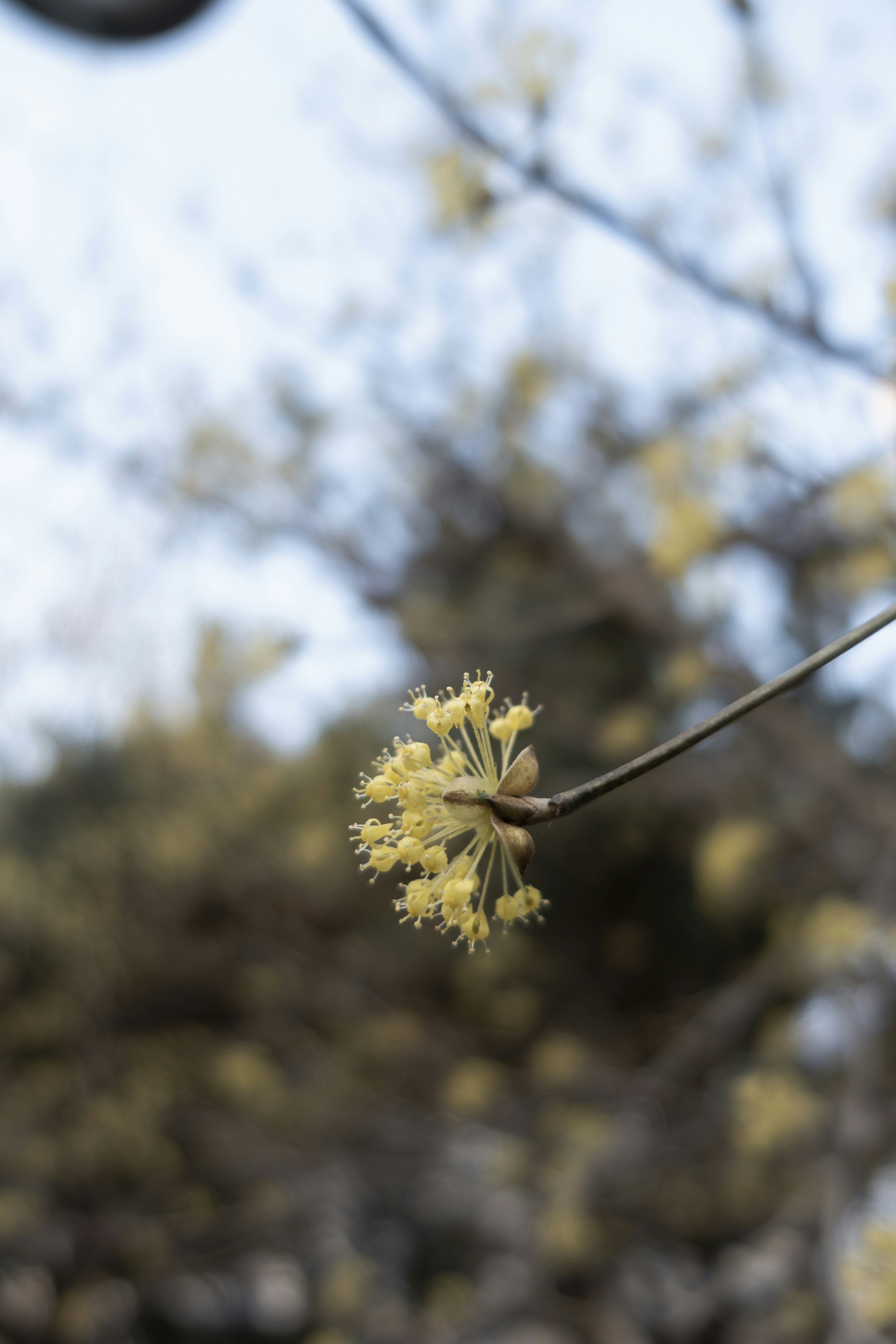 春の花のつぼみと枝先のクローズアップ