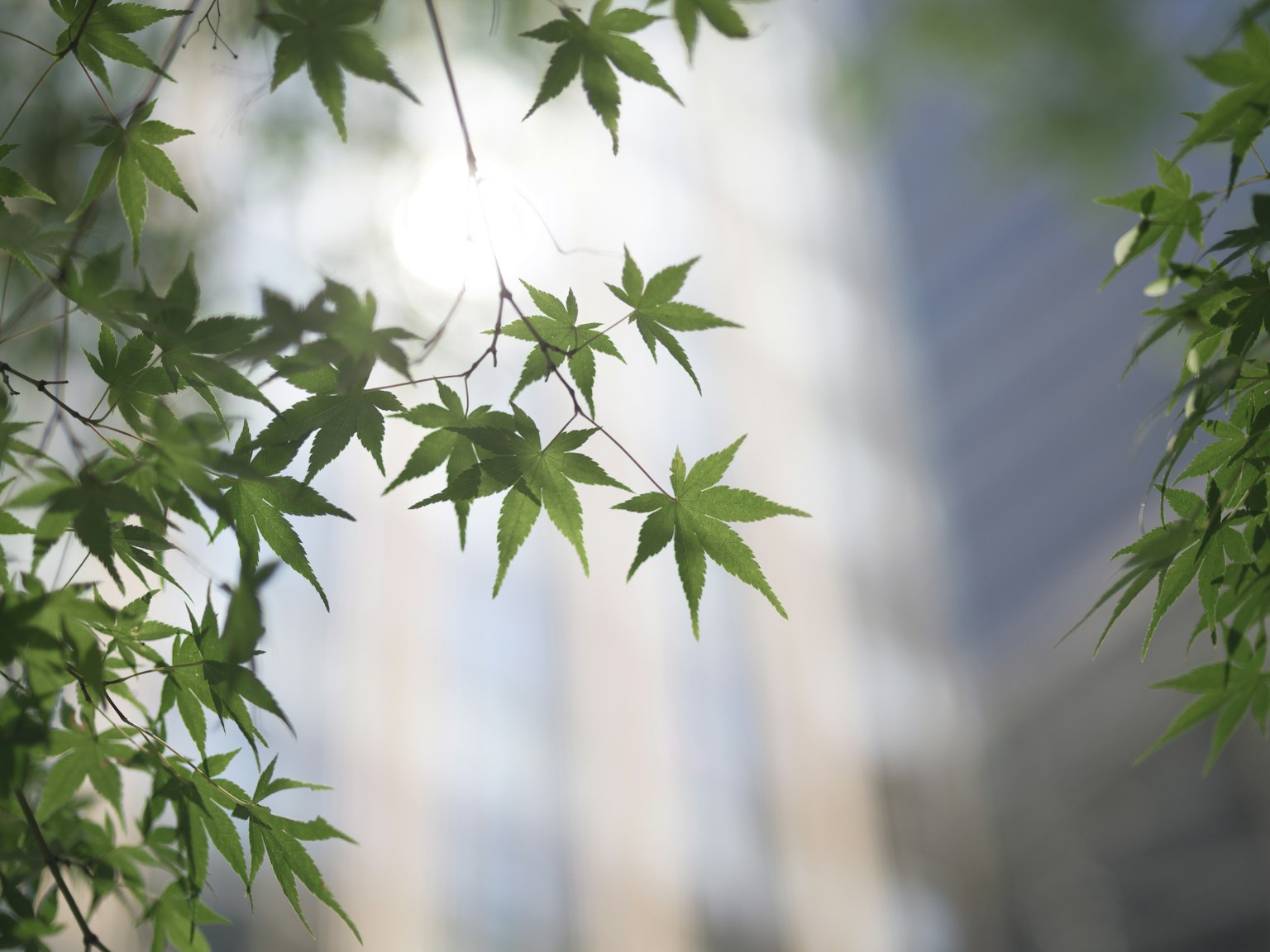绿色叶子的特写，背景是模糊的城市