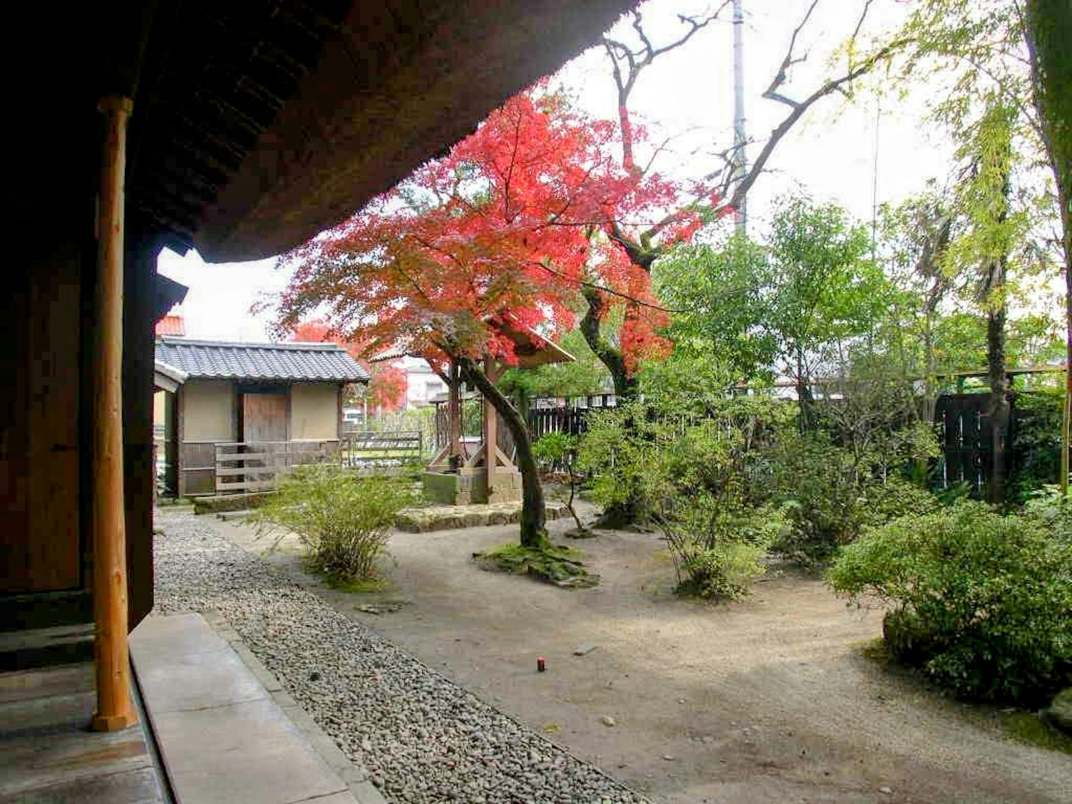 Scène de jardin japonais avec un arbre aux feuilles rouges et une verdure luxuriante