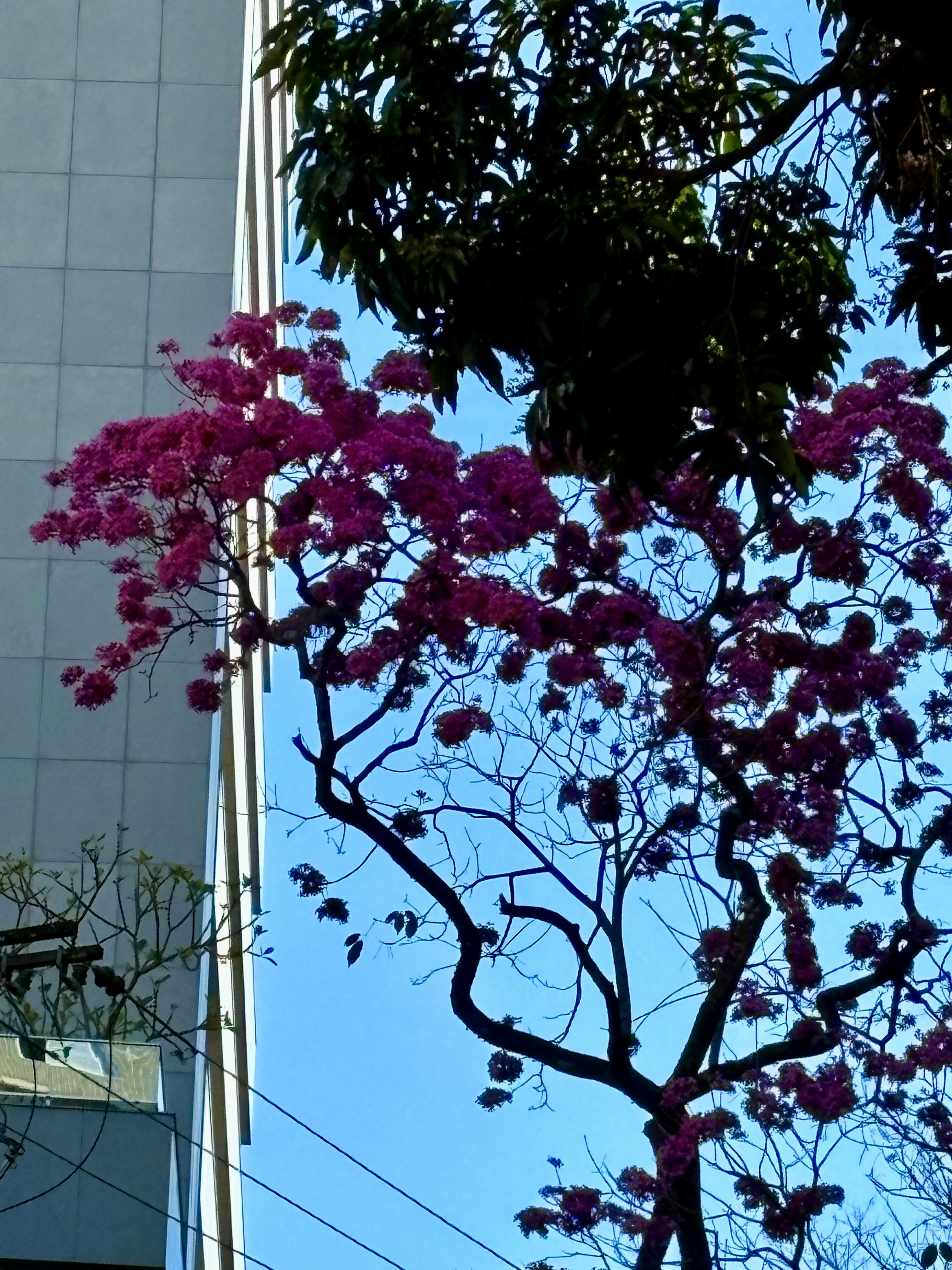 青空に映える紫の花と街路樹の枝先