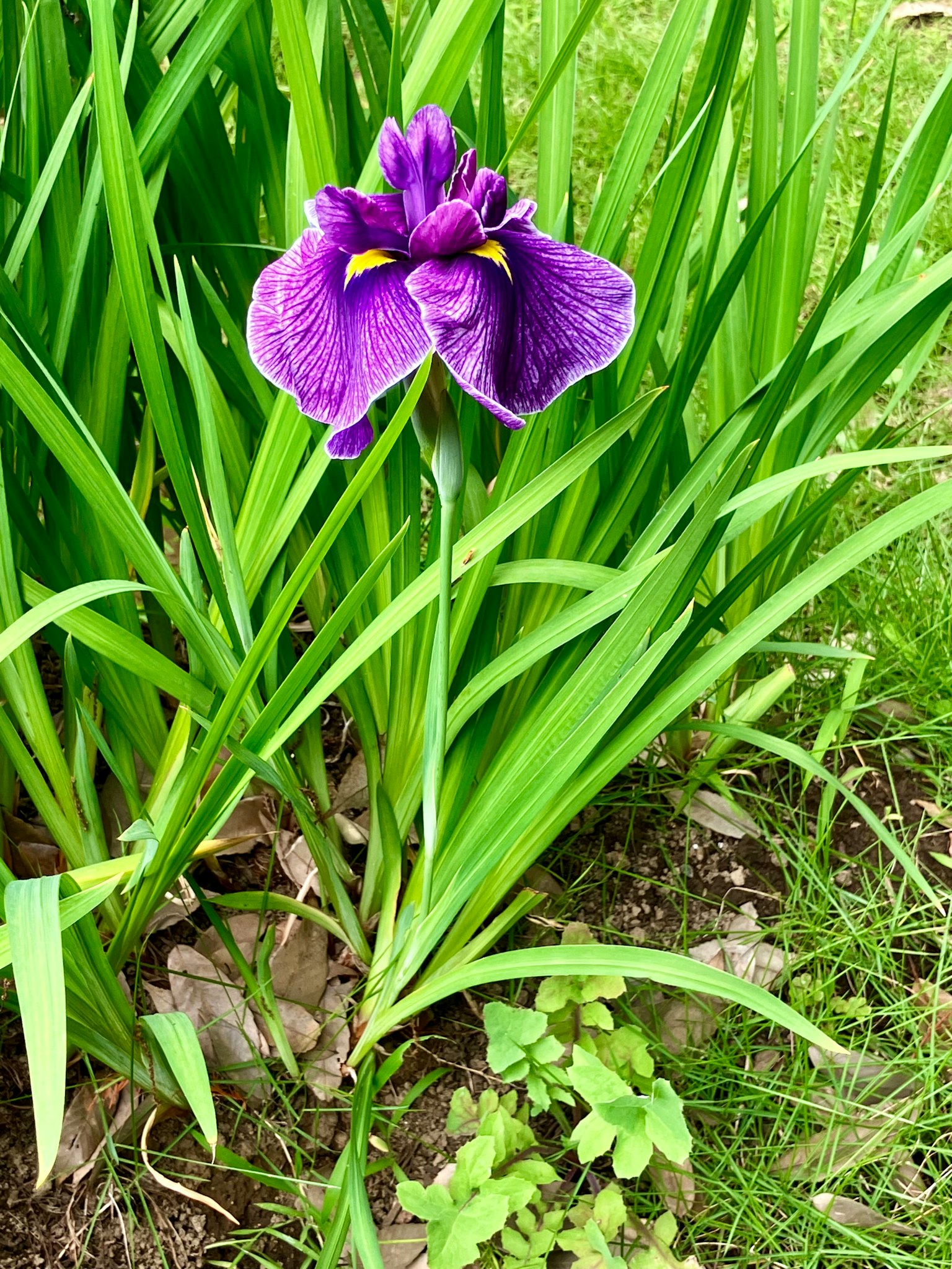 Bunga iris ungu mekar di antara daun hijau