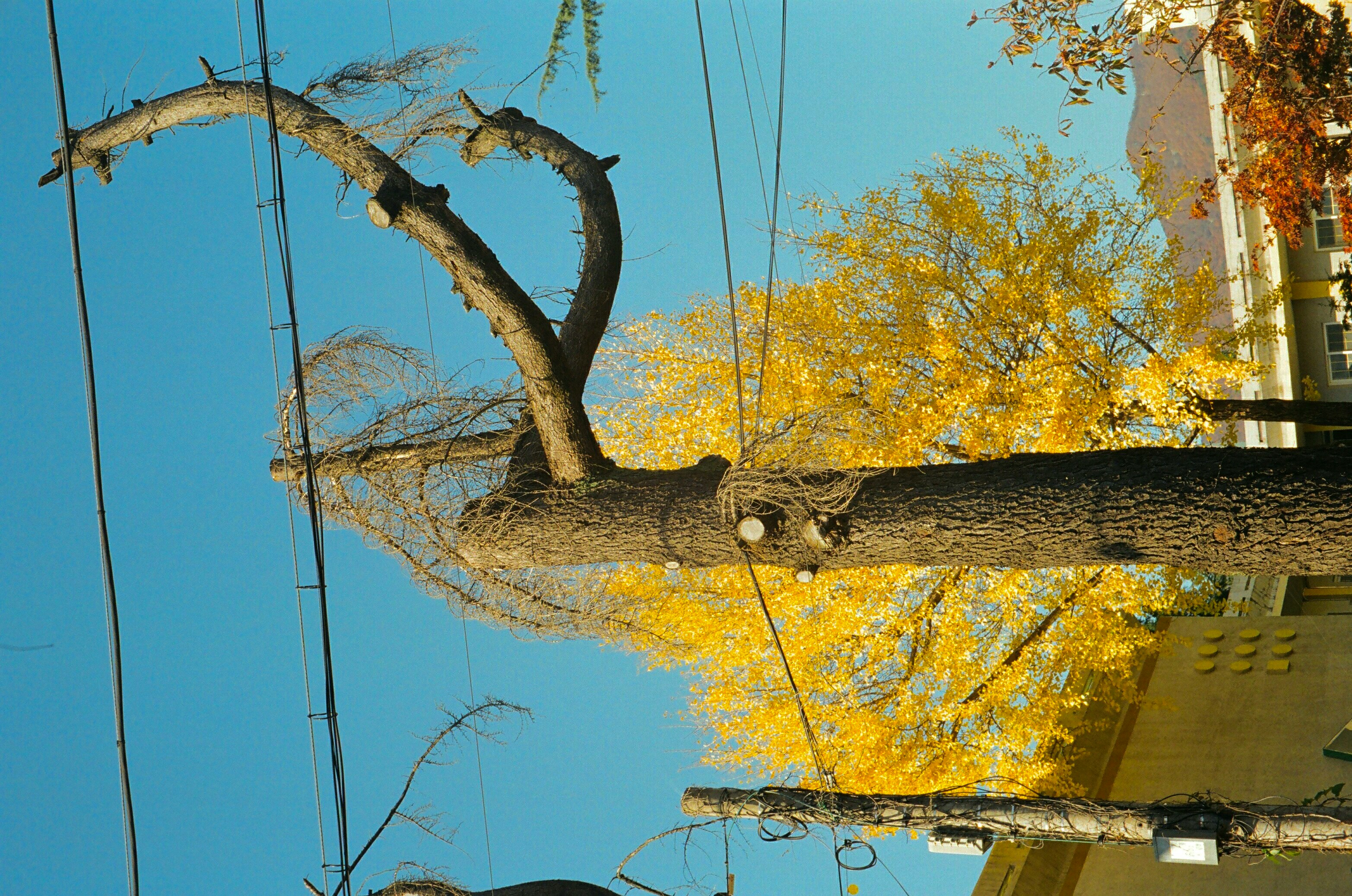 Street scene with yellow-leaved trees and intersecting branches under a blue sky
