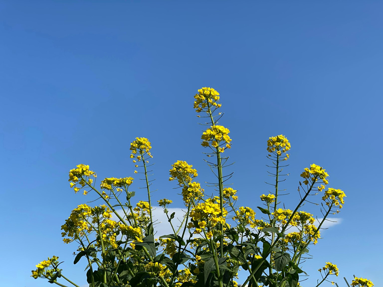 Paesaggio con fiori gialli sotto un cielo blu