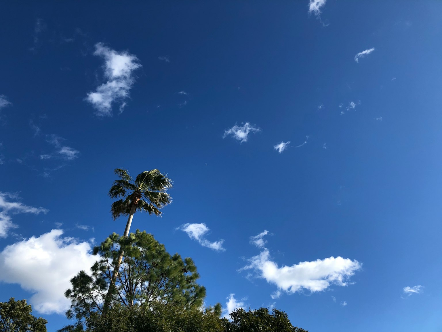 Cielo blu chiaro con nuvole bianche e una palma alta