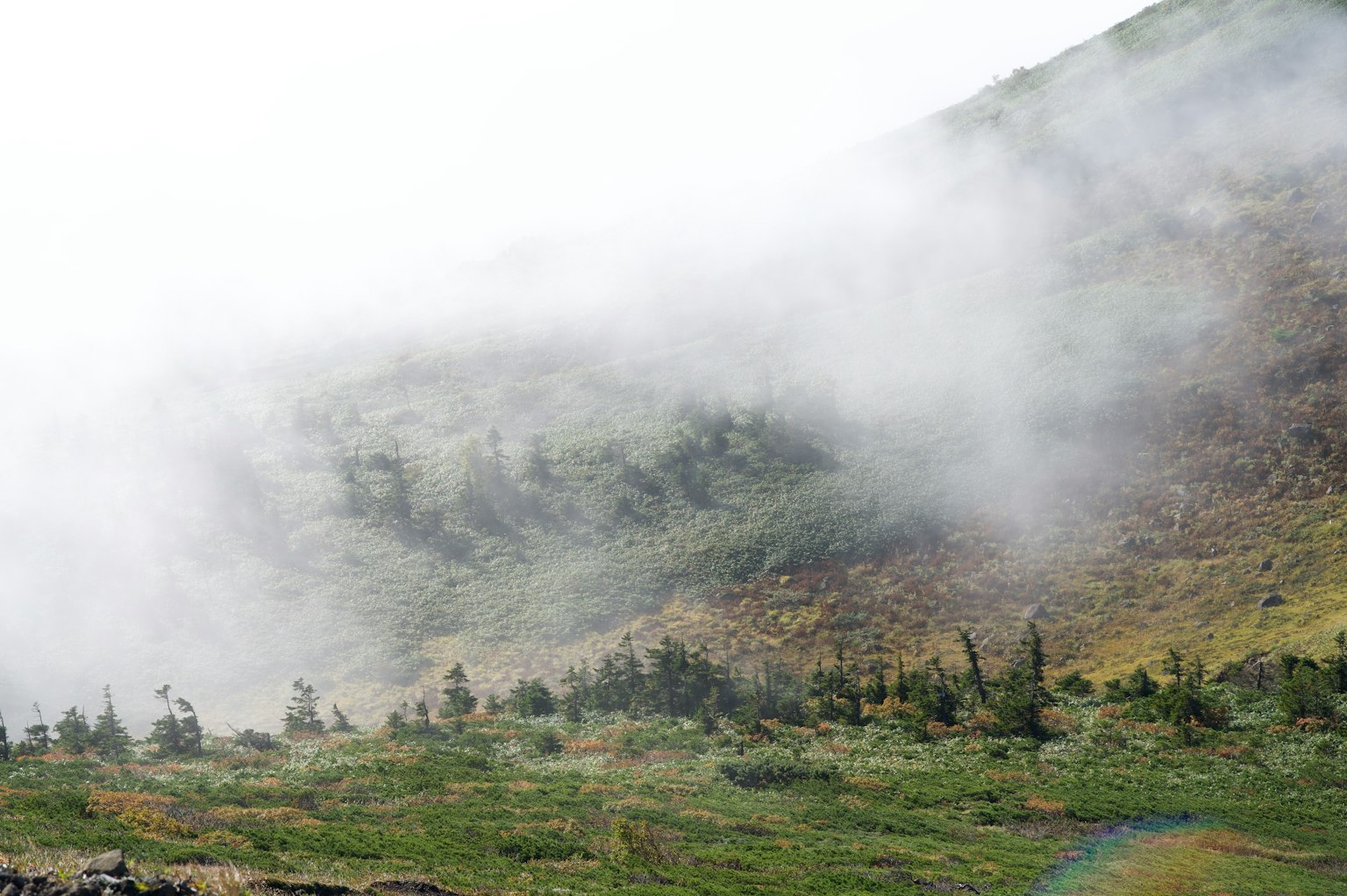 Paesaggio di colline verdi e alberi avvolti nella nebbia