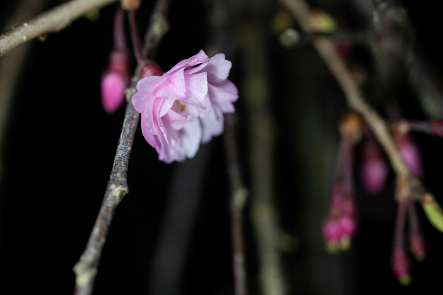 Flor rosa floreciendo en una rama con fondo oscuro