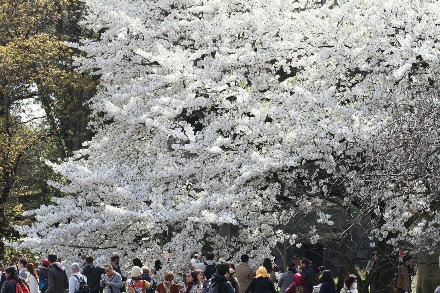 Crowd of people under a blooming cherry blossom tree