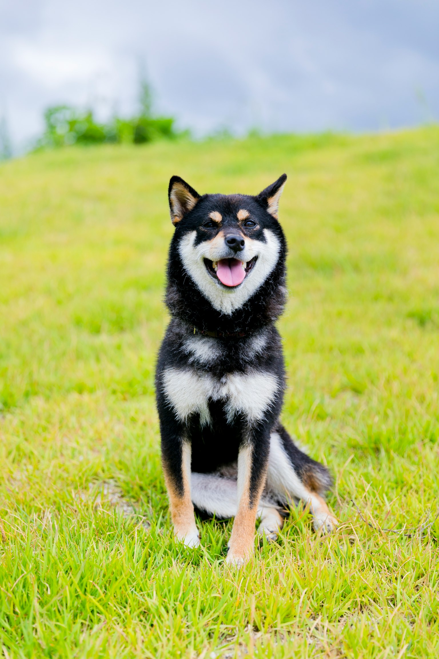 Chó Shiba Inu đang ngồi trên cánh đồng cỏ với nụ cười