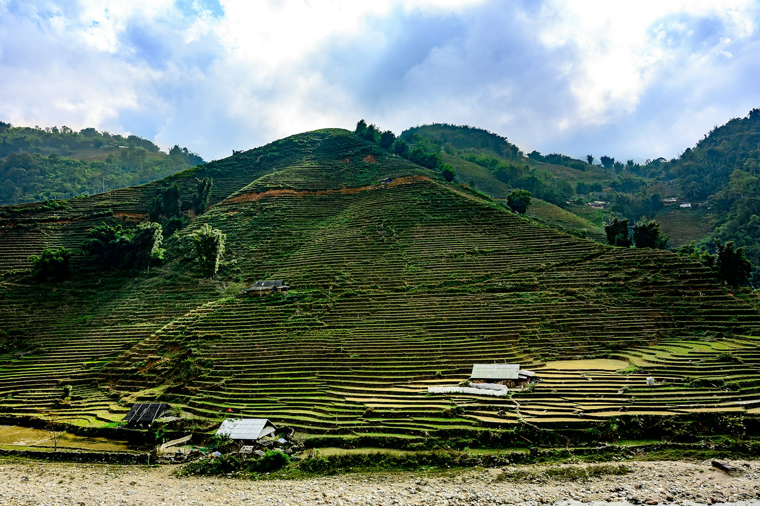 Collines verdoyantes avec des rizières en terrasses