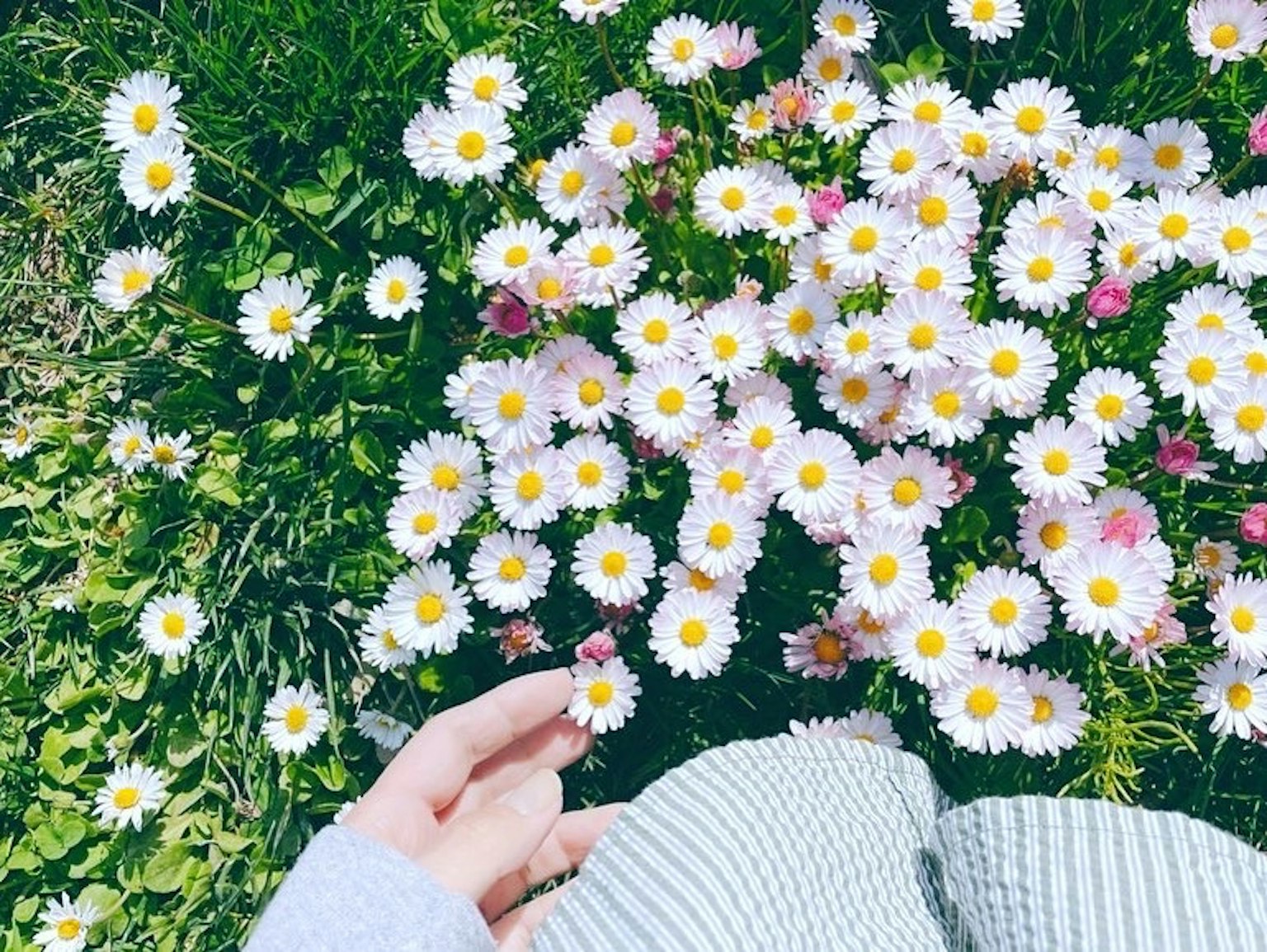 A hand reaching towards a cluster of white daisies on green grass