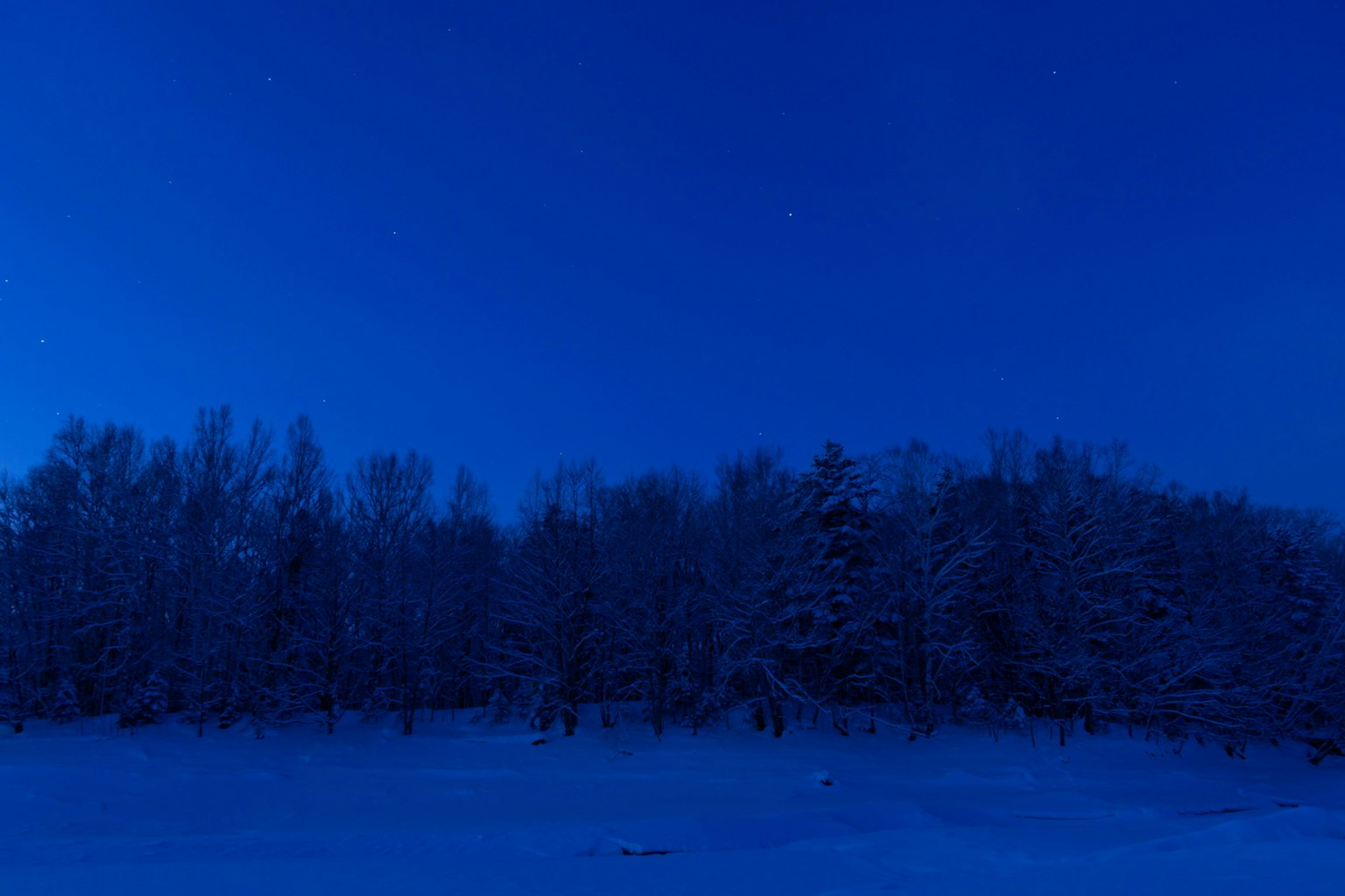 Ciel nocturne bleu avec des arbres enneigés