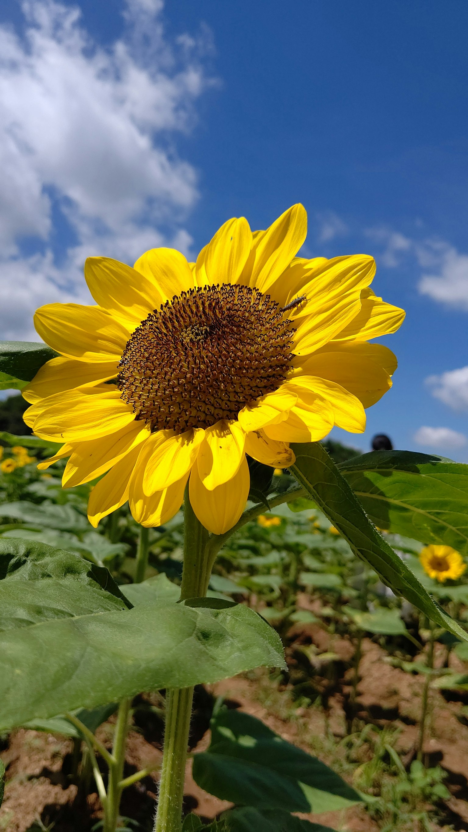 A vibrant sunflower blooming under a blue sky
