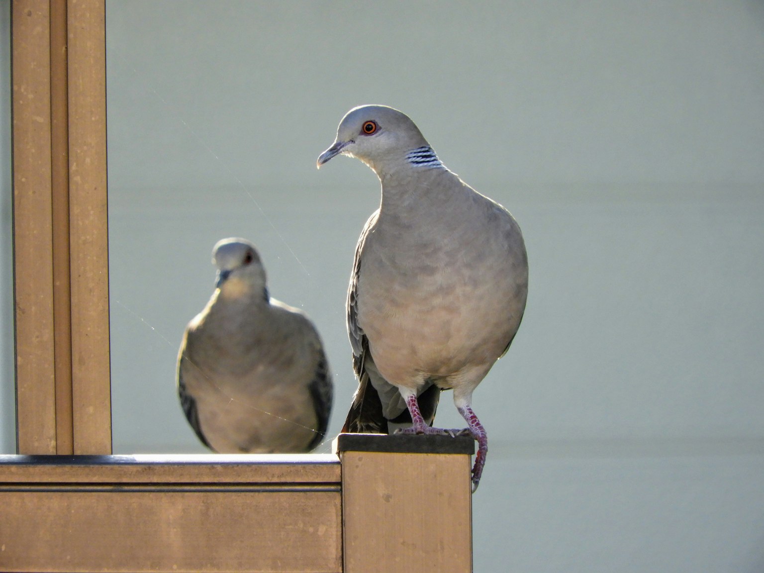 Two pigeons perched on a wooden railing