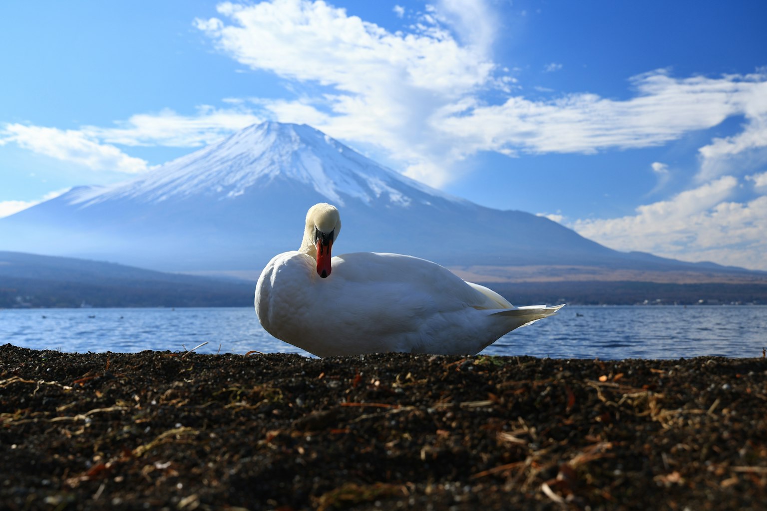 Seekor angsa di tepi danau dengan Gunung Fuji di latar belakang