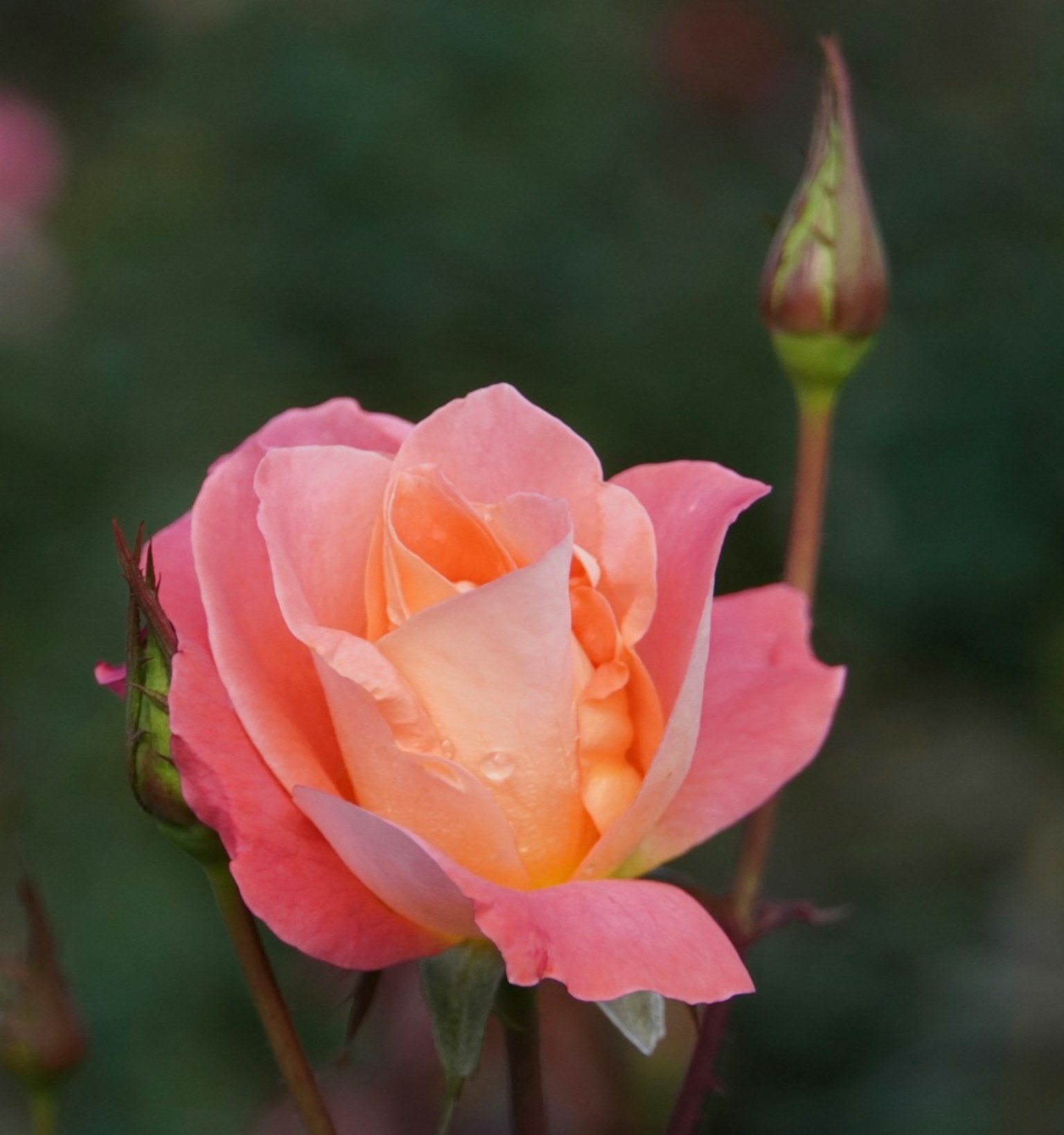 美丽的粉色玫瑰花和花蕾