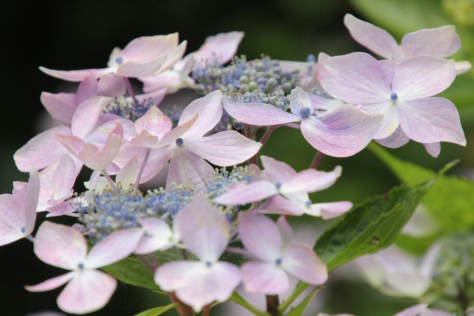 Zarte rosa Hortensienblüten blühen