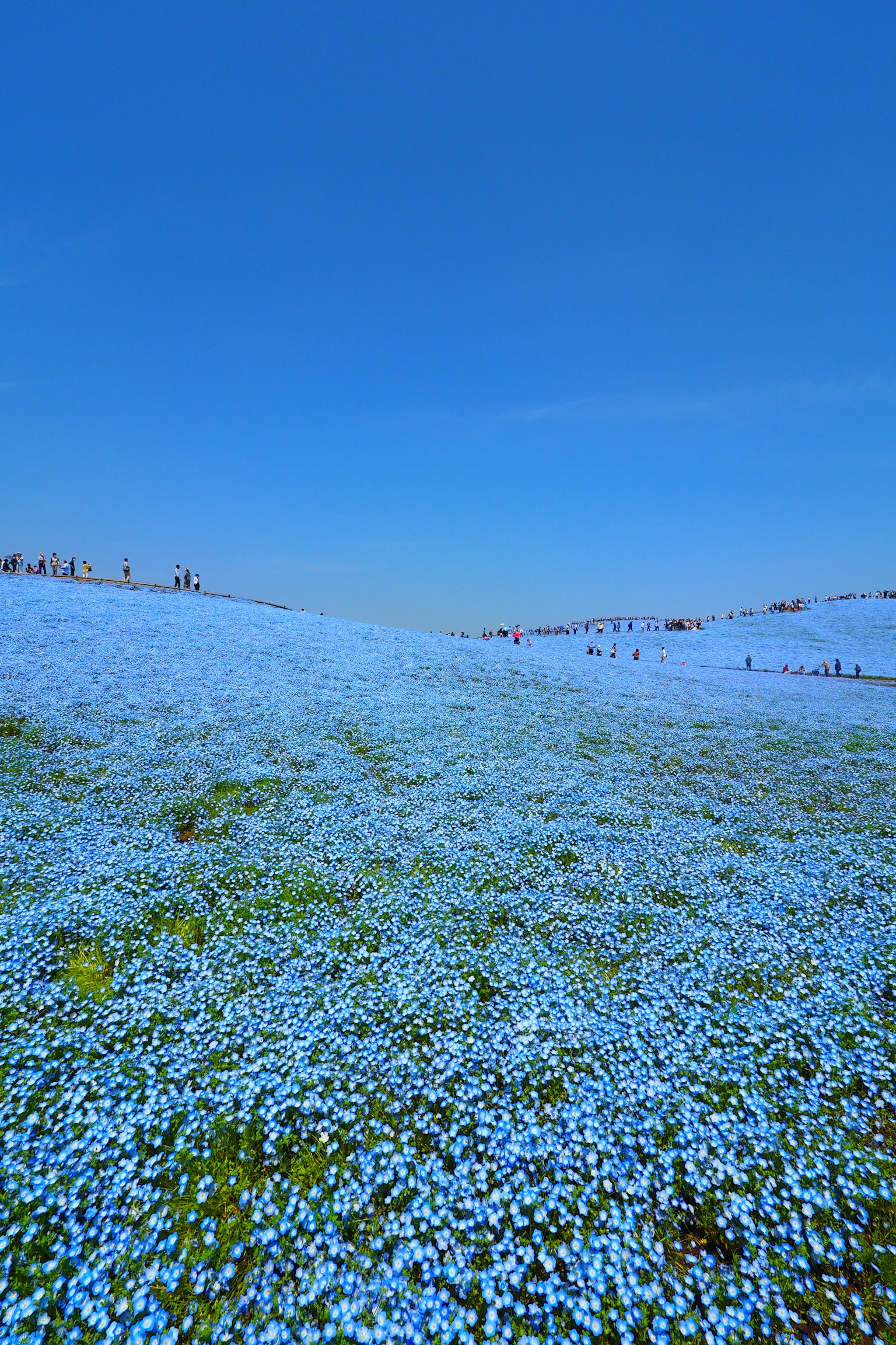 Amplio campo de flores azules bajo un cielo azul claro