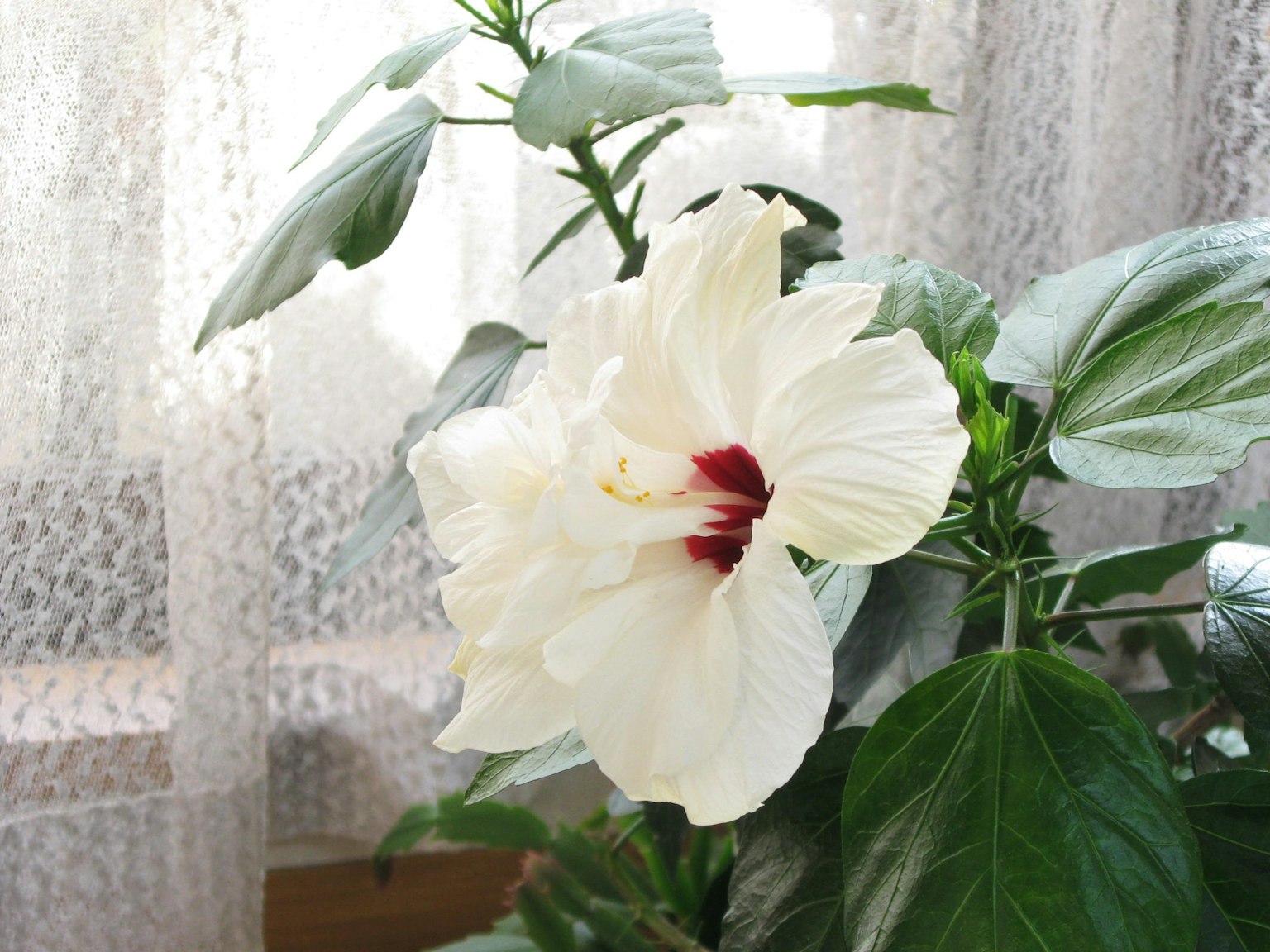 Plante d'intérieur avec une fleur d'hibiscus blanche au centre rouge et des feuilles vertes