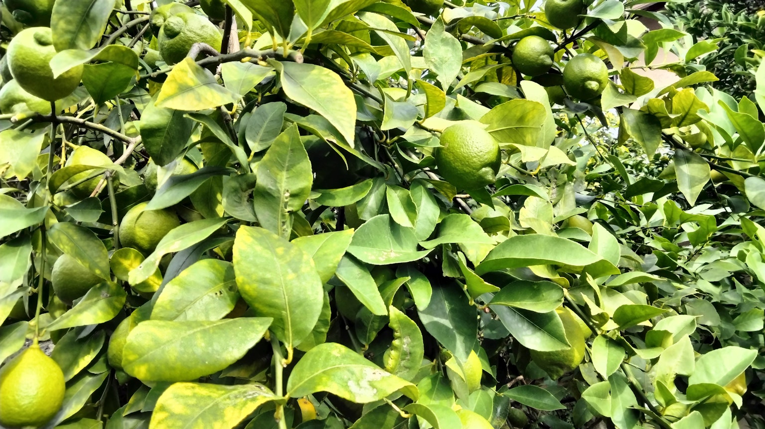 Branche d'un arbre fruitier avec des fruits verts et des feuilles luxuriantes