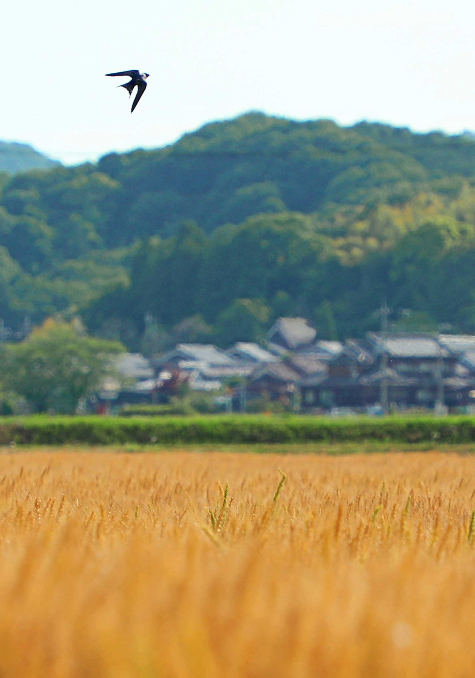 Un paysage de champs de riz dorés avec un oiseau volant et un village en arrière-plan