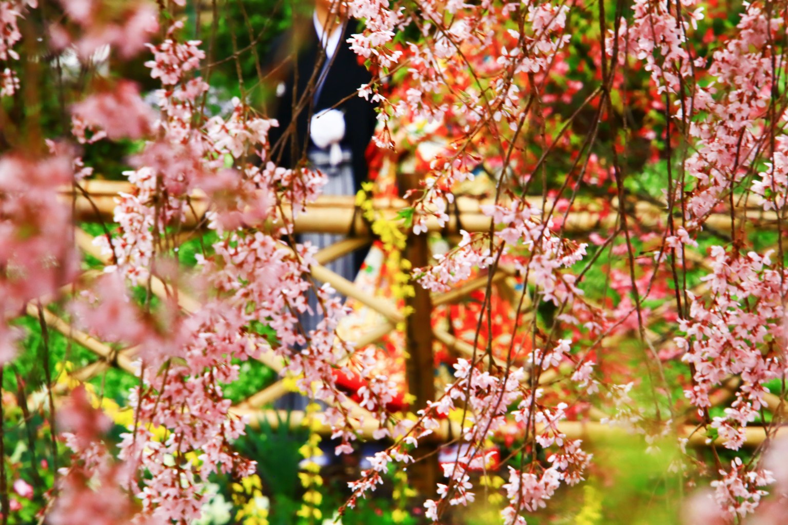 Une belle scène avec une personne en kimono entourée de cerisiers en fleurs