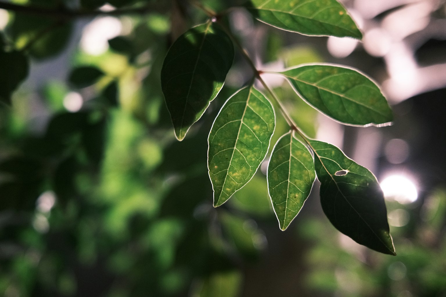Close-up of green leaves with highlighted edges and soft background