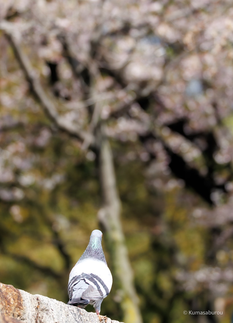 桜の木の下で石の上に置かれた白い羽のような飾り
