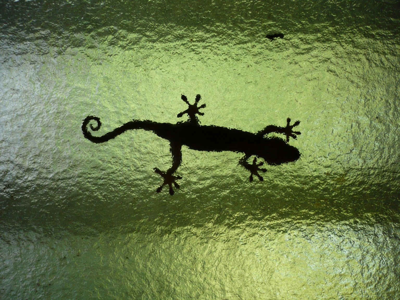 Silhouette di un lucertola nera che striscia su vetro verde