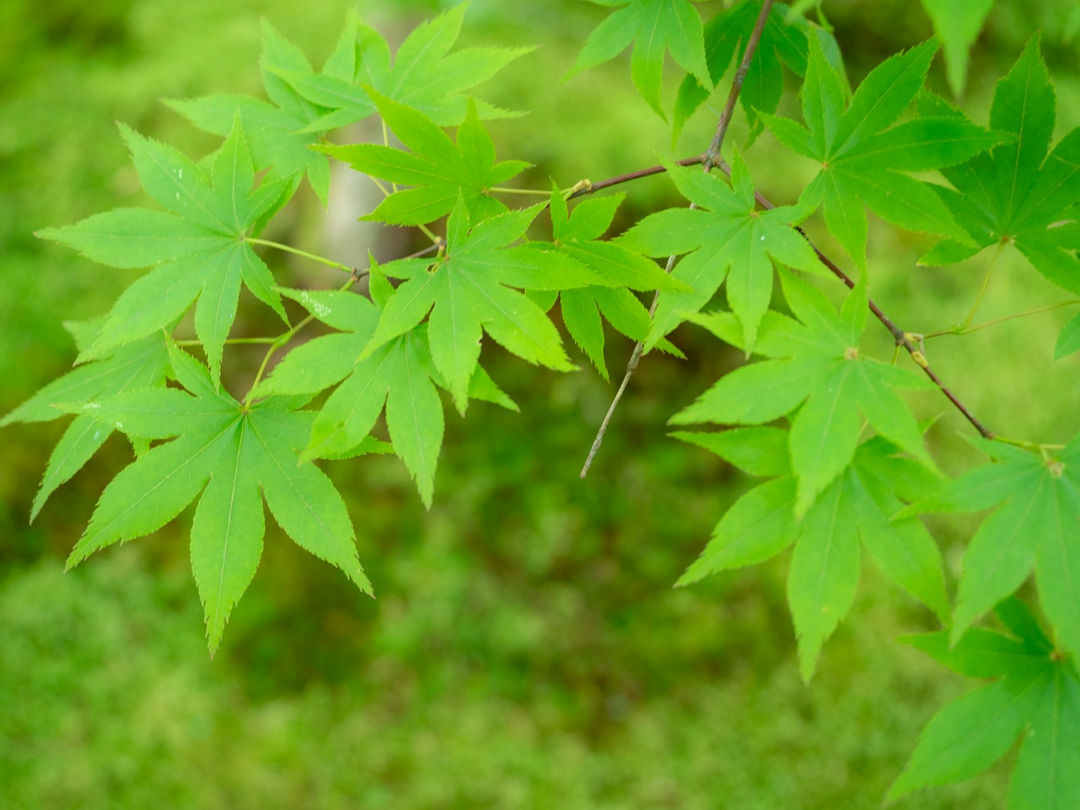 特写一根带有生机勃勃绿叶的树枝
