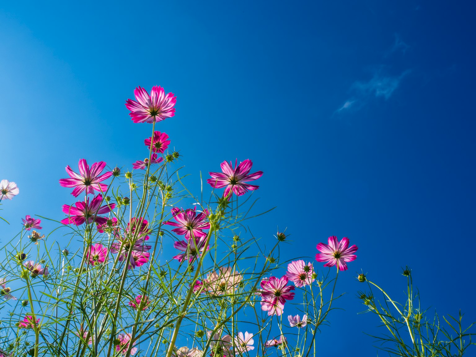 Fiori di cosmos rosa che fioriscono sotto un cielo blu chiaro