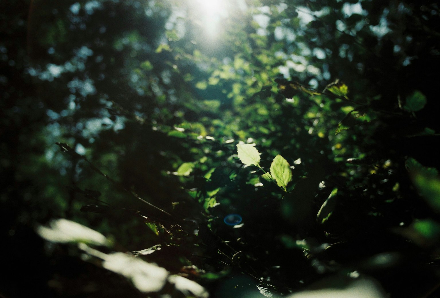 Una fotografía de hojas verdes con la luz del sol filtrándose a través de un bosque