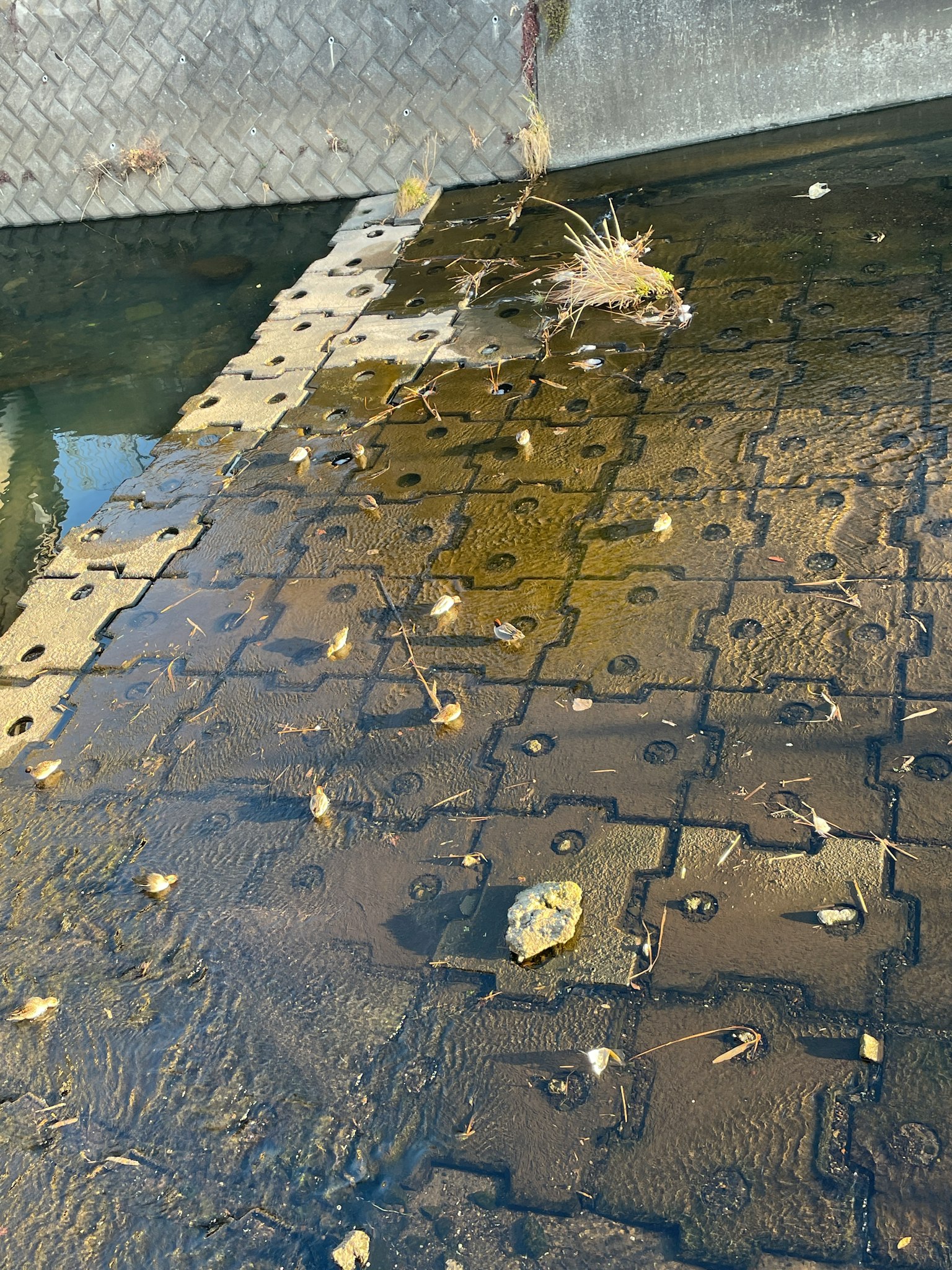 水面上漂浮著葉子和 debris 的圖案地面